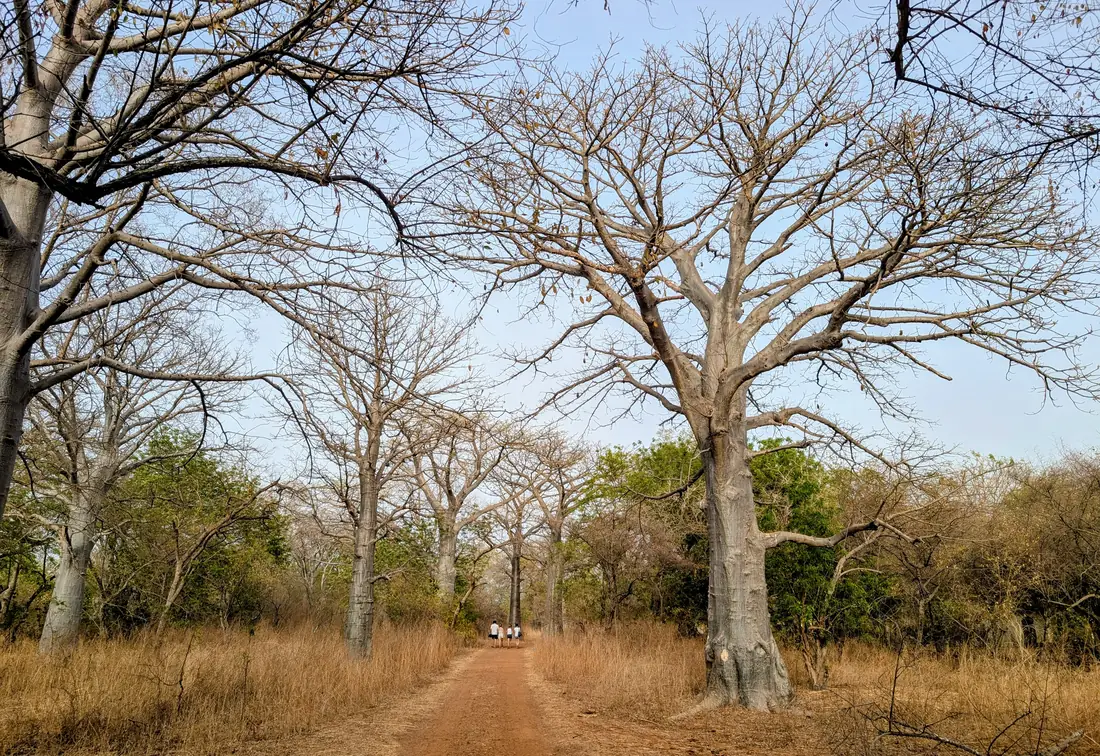 Baobab forest and a sand track in the Sine Saloum, Senegal